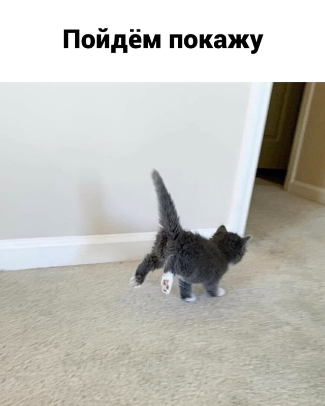 Тыгыдык кот