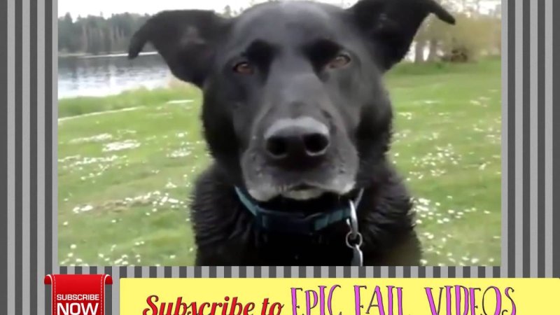 Собака щелкает зубами гифка