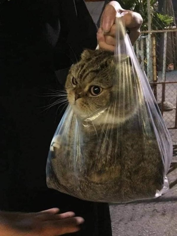 Коты продаются