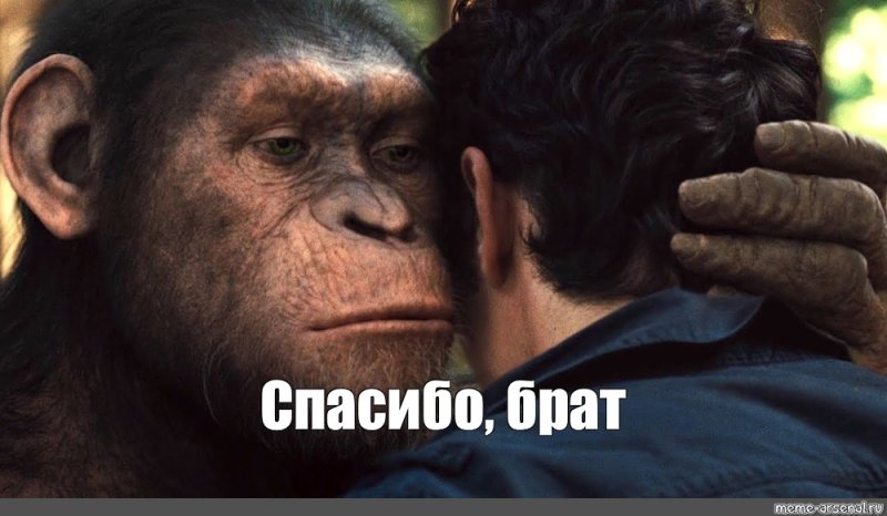 Два брата обезьяны