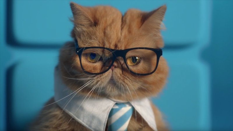 Котик в очках умный