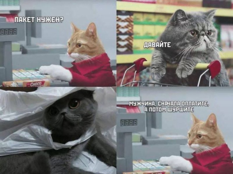 Мемы с котиками 2022