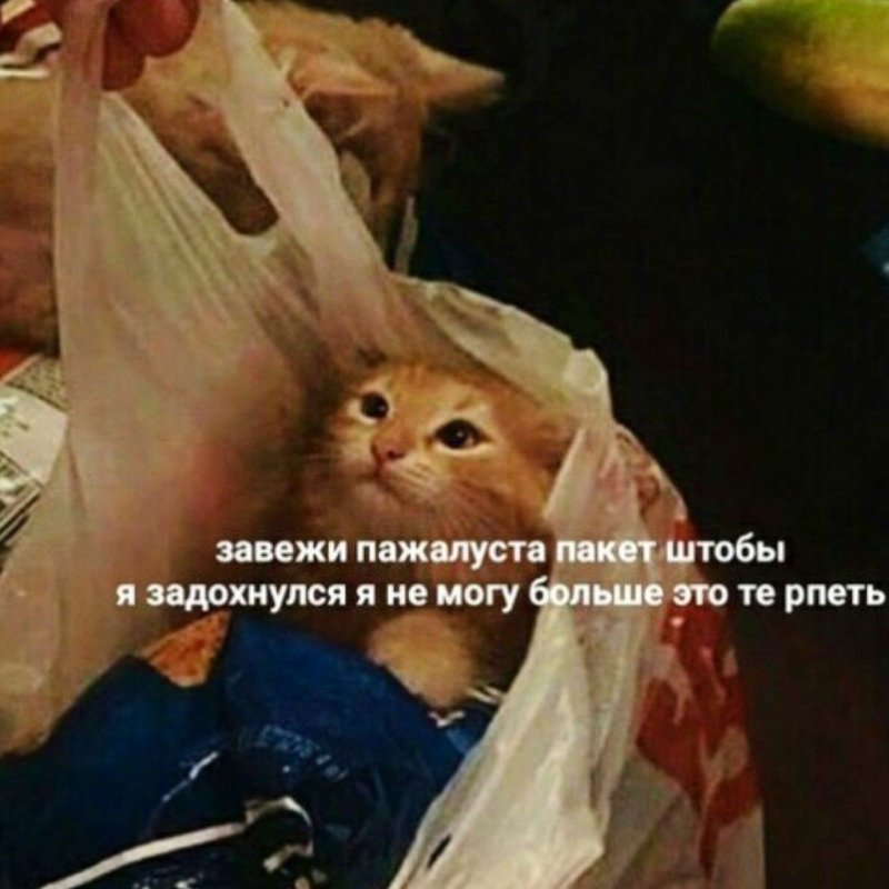 Котик с пакетом на голове