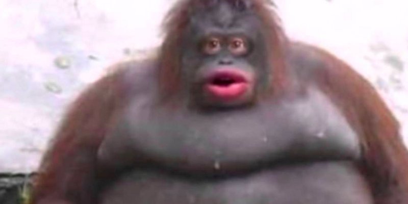 Орангутан Стинки