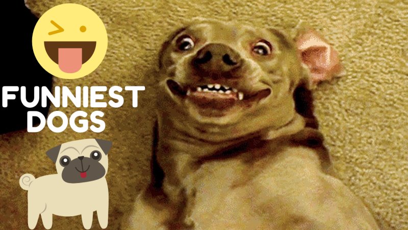 Собака смеется