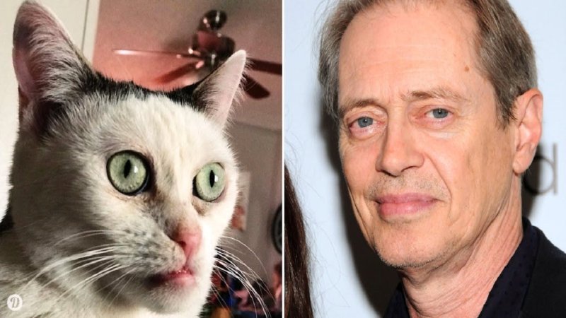 Кошка Стива Бушеми оригинал