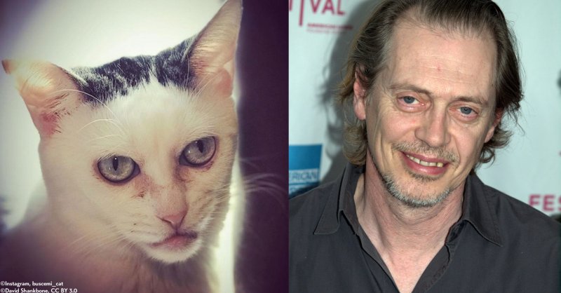 Стив Бушеми