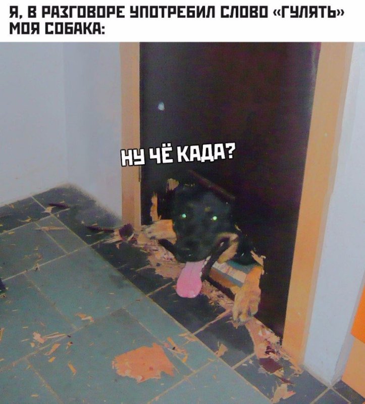 Мемы с собаками