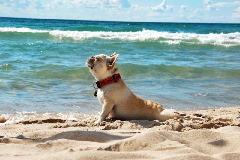 Собака на море