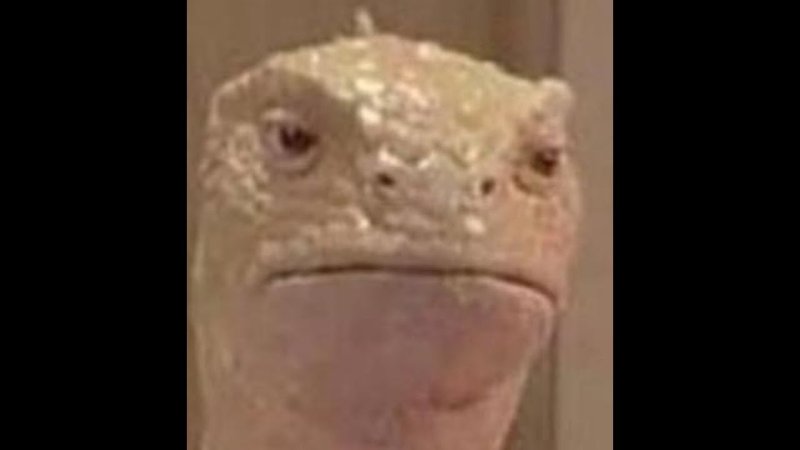 Ящерица в парикмахерской