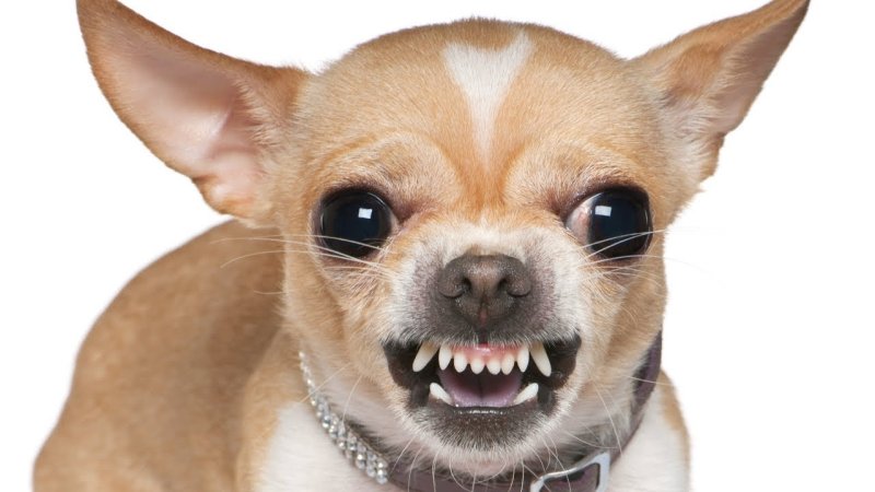 Маленькая злая собака порода