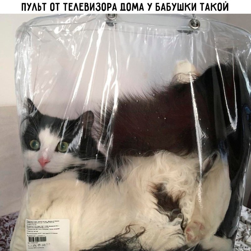 Кот в целлофановом пакете