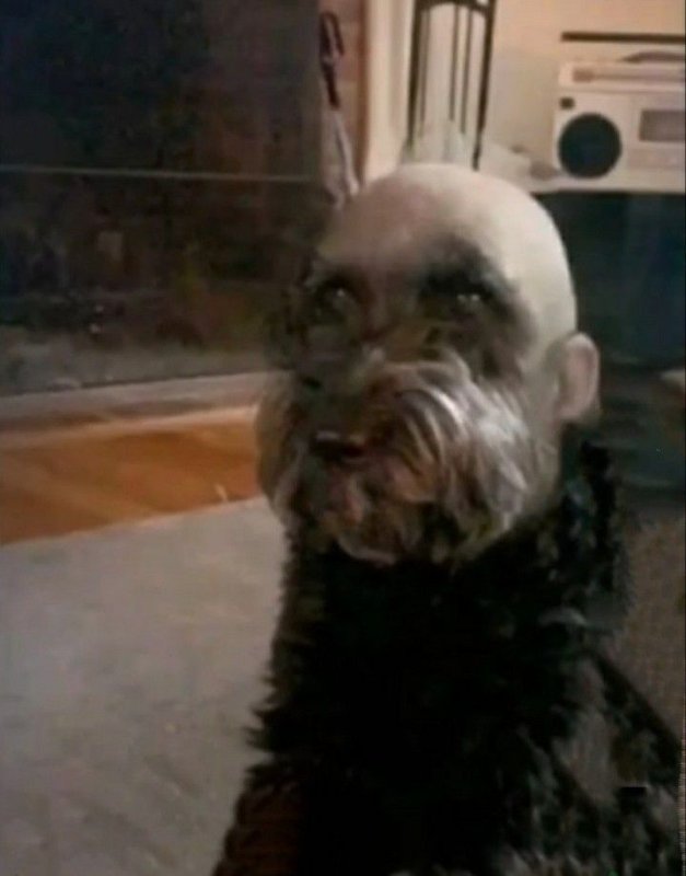 Бритая голова собаки