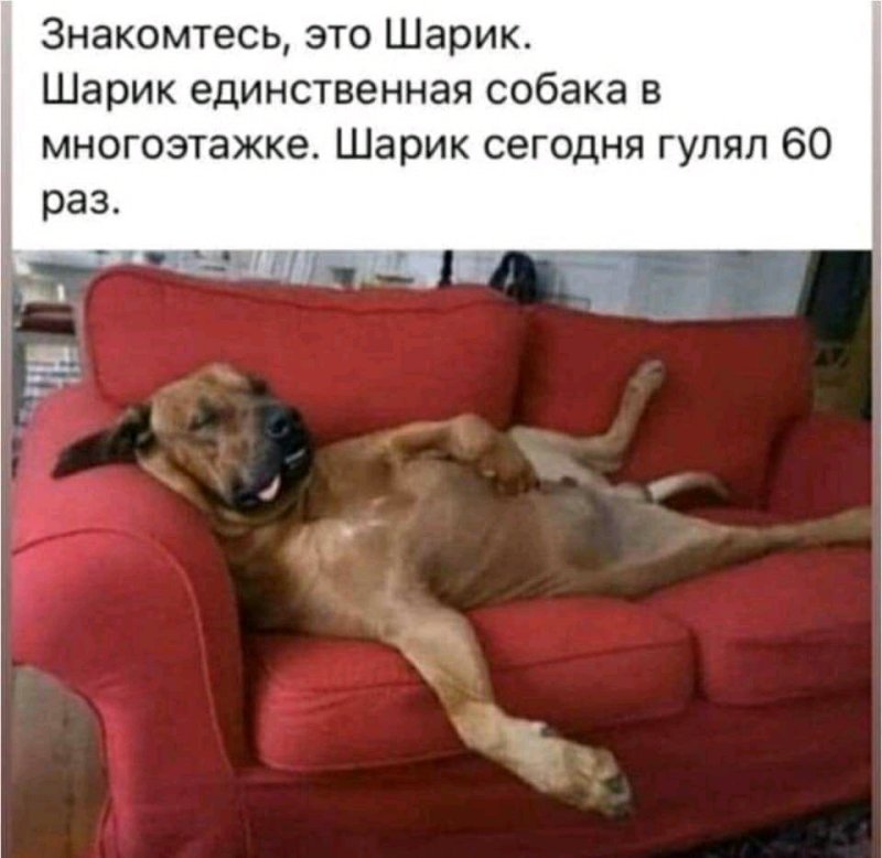 Мемы с собаками