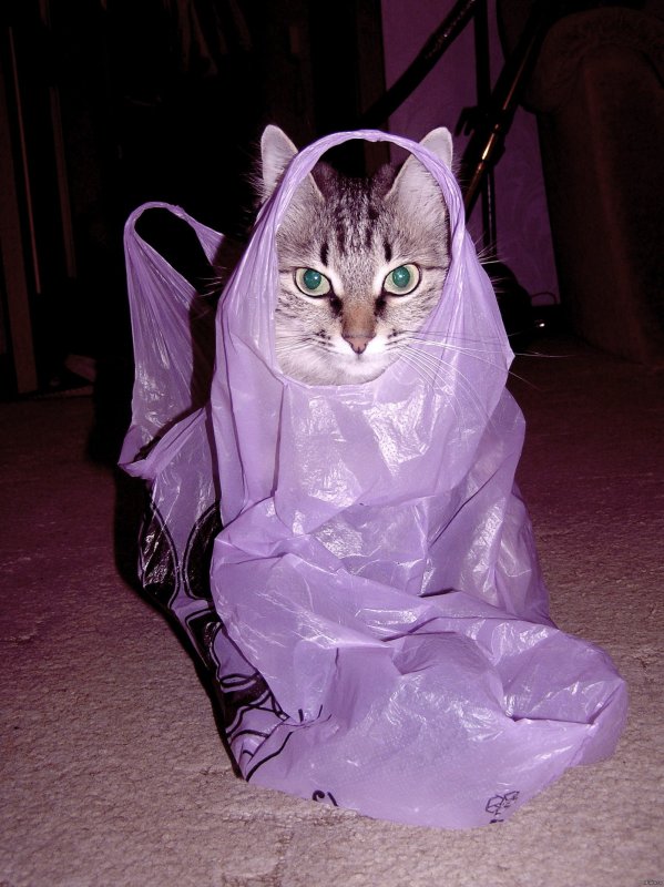 Пакет с котятами