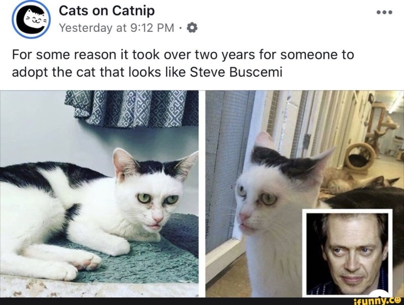 Кошка Марла «Бушеми»