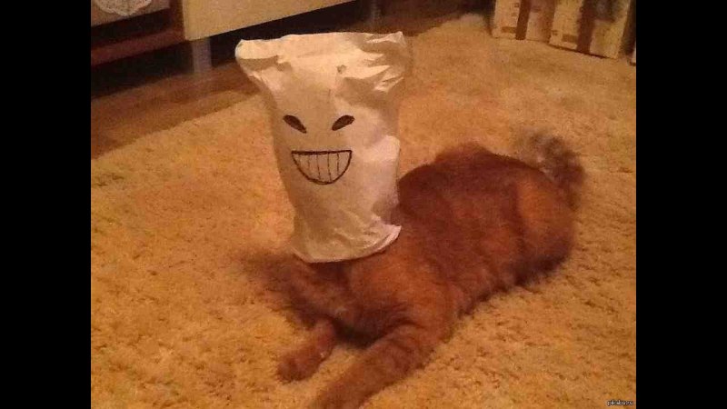 Коттс пакетом на голове