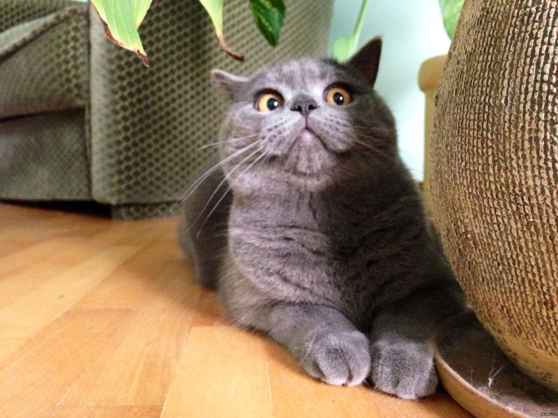 Приколы с котами