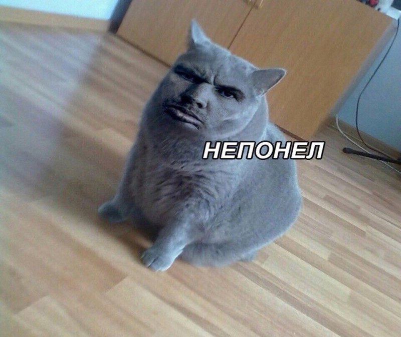 Кот Мем