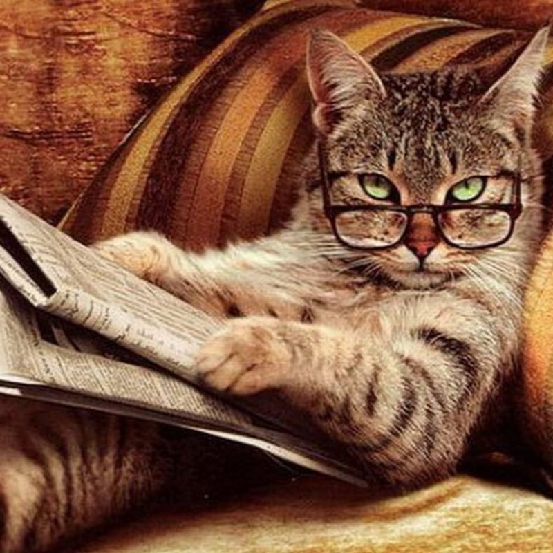 Умный кот в очках