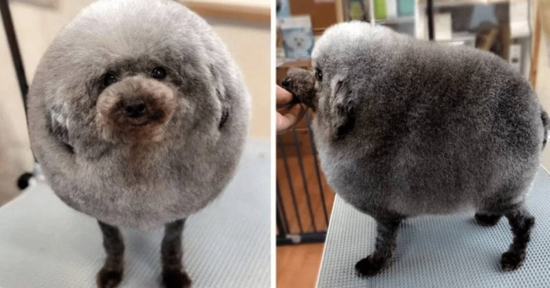 Пудель стрижка Овечка