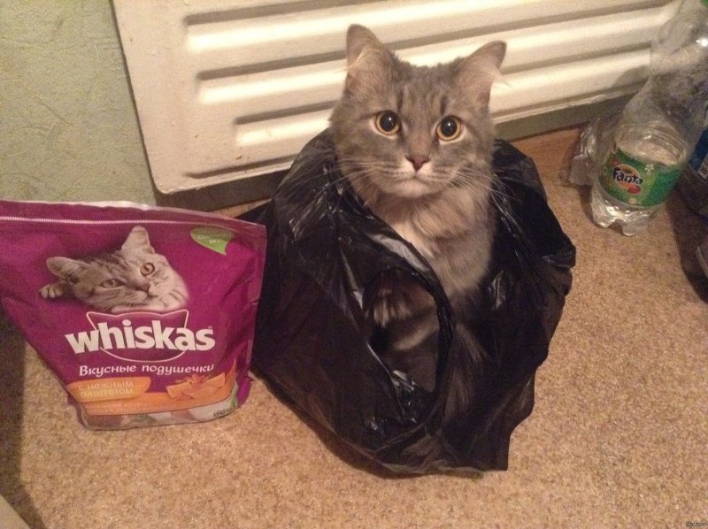 Пакет с котами
