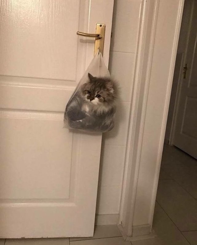 Смешные картинки с котами