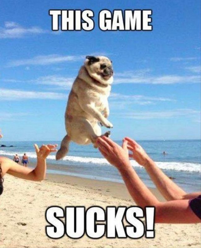 Собака в отпуске