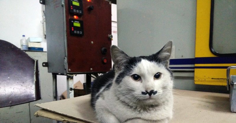 Кот на заводе Мем