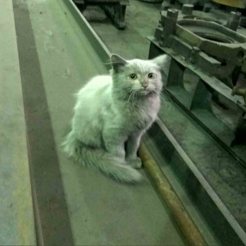 Котик на заводе Мем