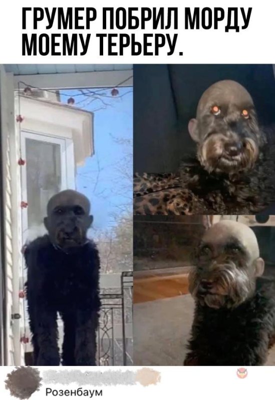 Собака с человеческим лицом