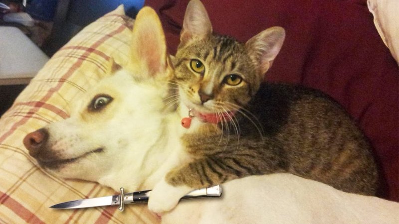 Кот с ножом