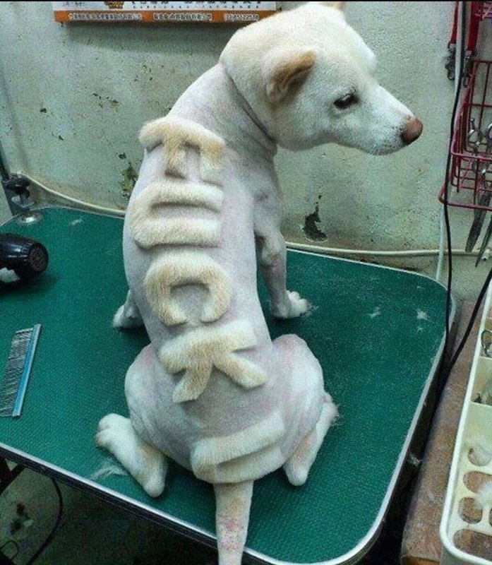 Стриженный хаски