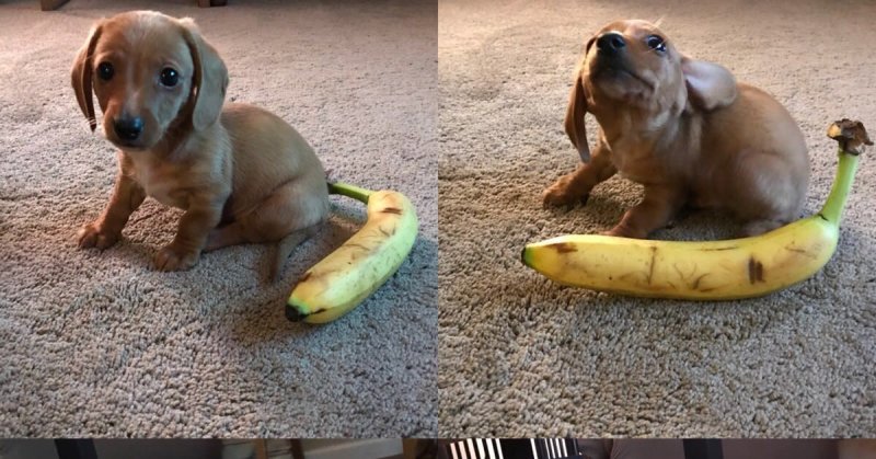 Банановая такса