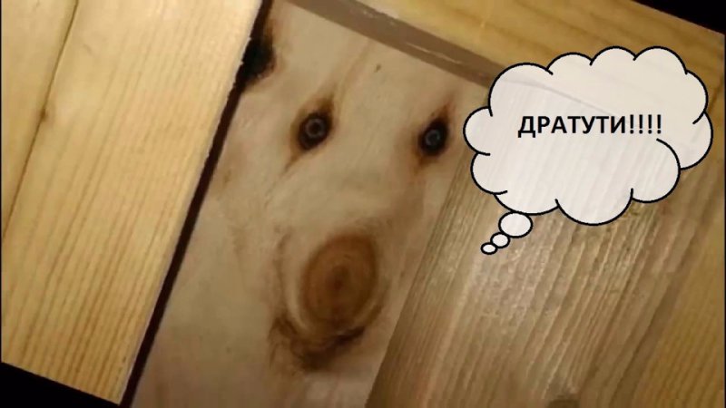 Собака дратути