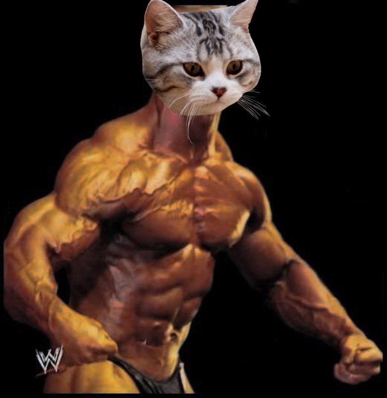 Накаченный кот