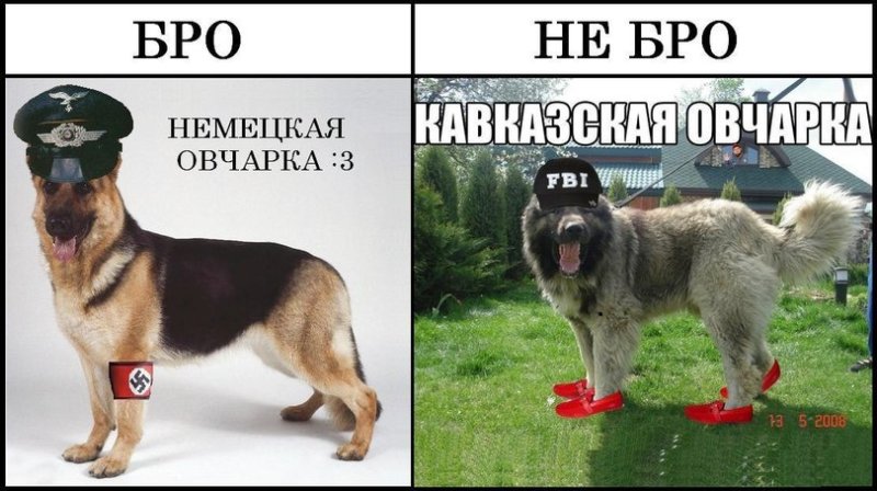 Собака Мем