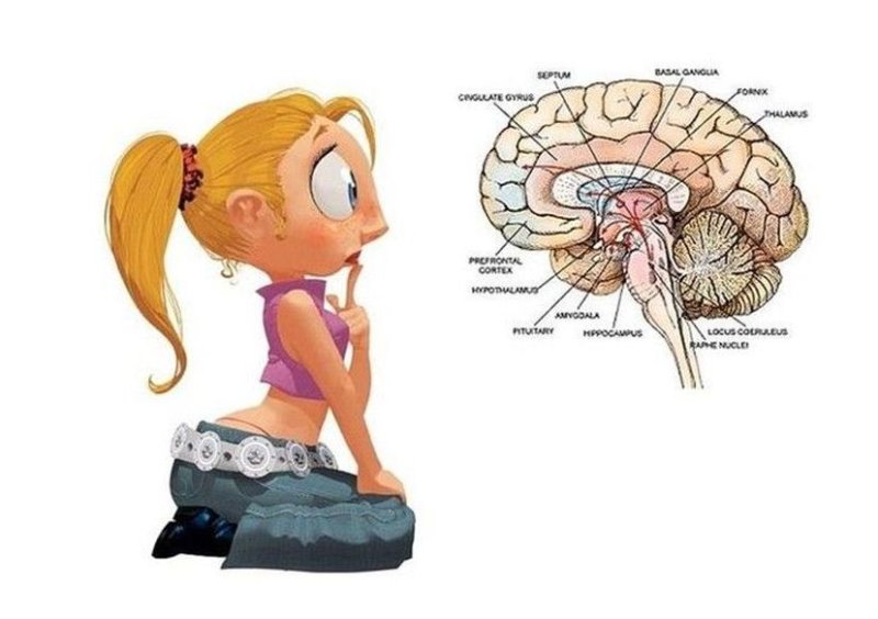 Мозг женщины