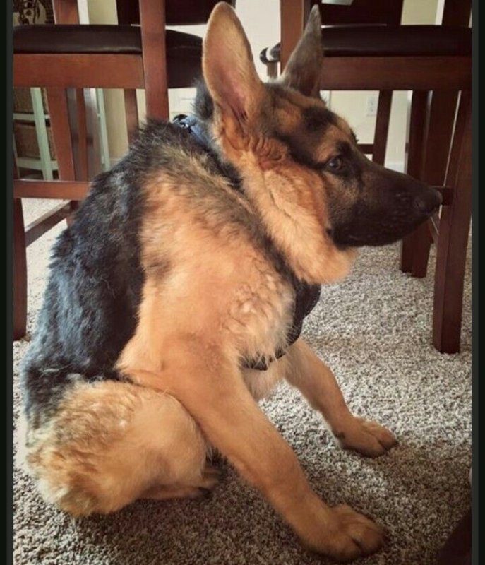 Пёс Квазимодо овчарка