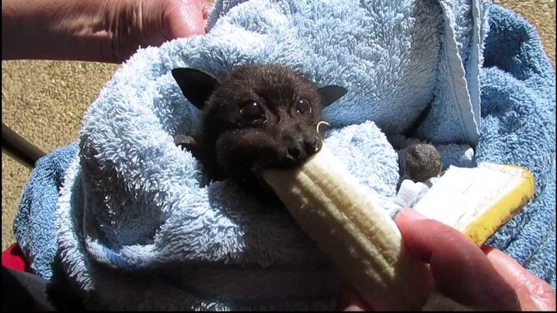 Летучая лисица с бананом