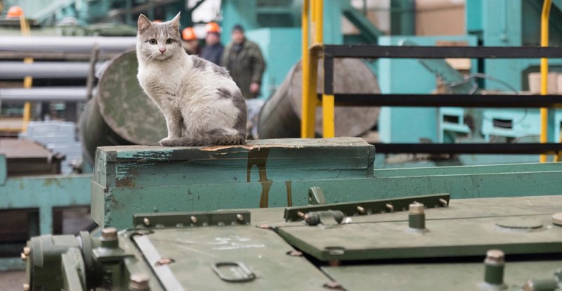 Кот на заводе