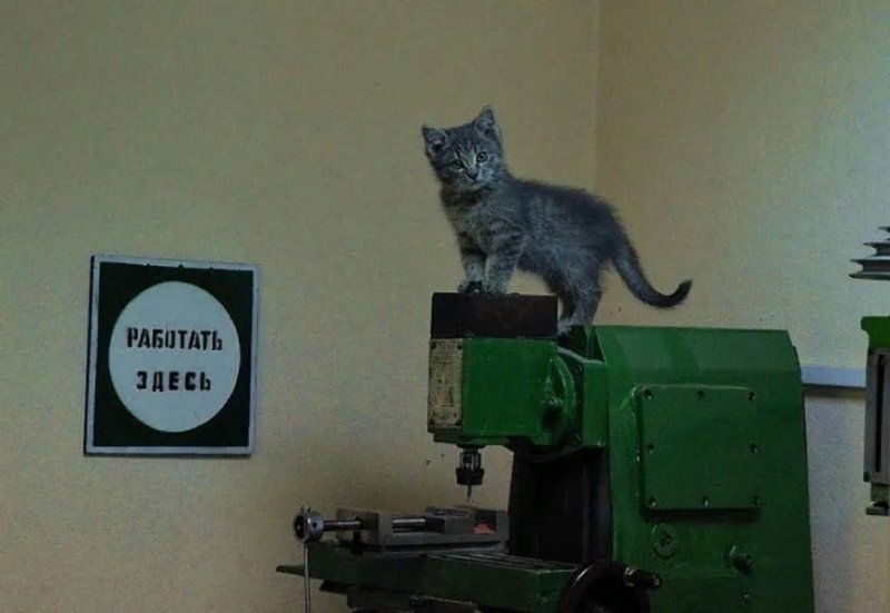Кот в цеху