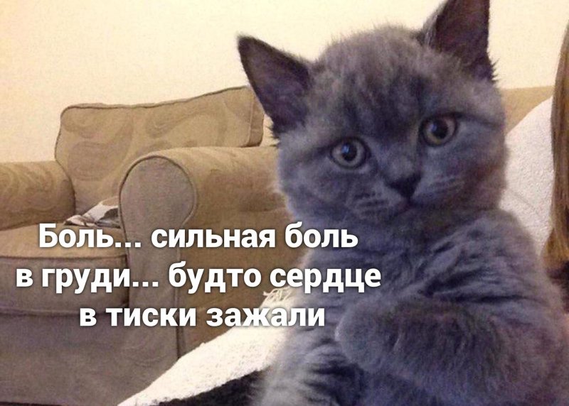 Мемы с котиками