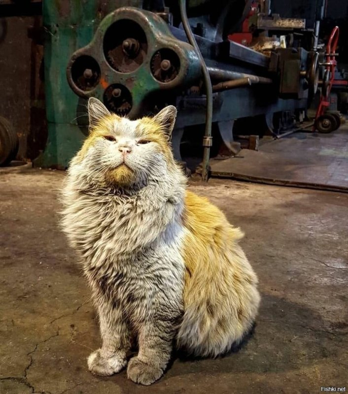 Кот работяга