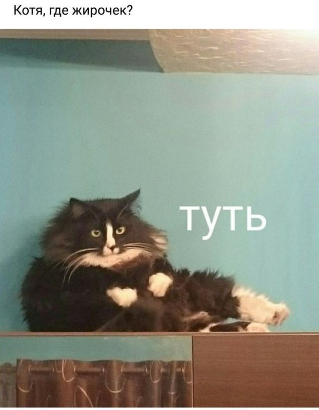 Мемы с котиками