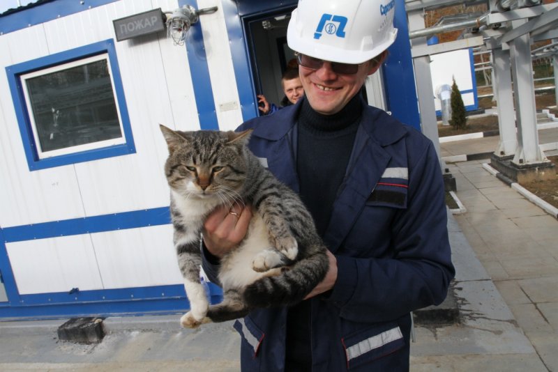 Грязный кот на заводе