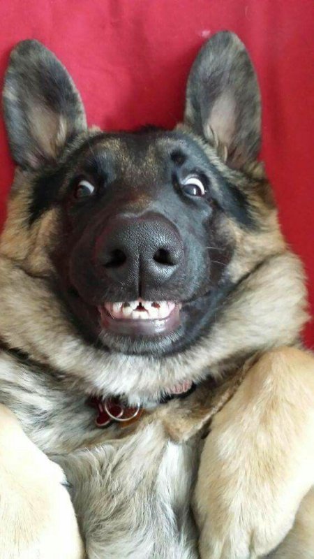 Смешная овчарка