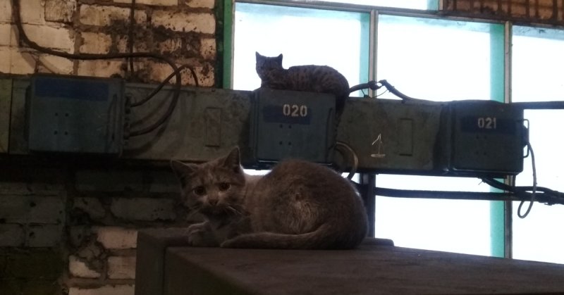 Заводские коты