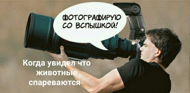 Фотографировать гиф