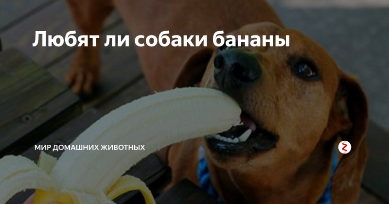 Собачка с бананом Мем